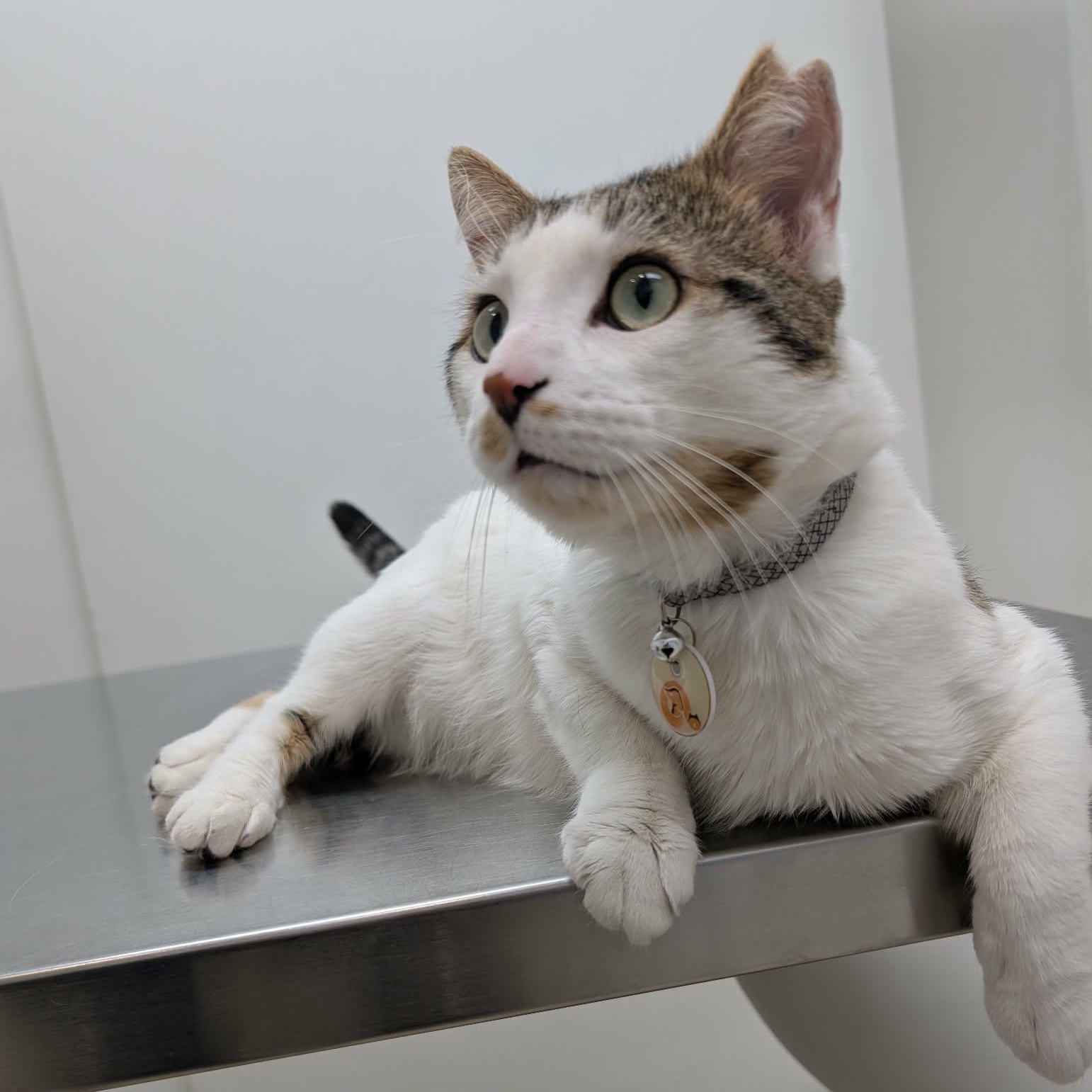 Hans, a ADOPTABLE Domestic Short Hair in Montreal, QC image 5/6