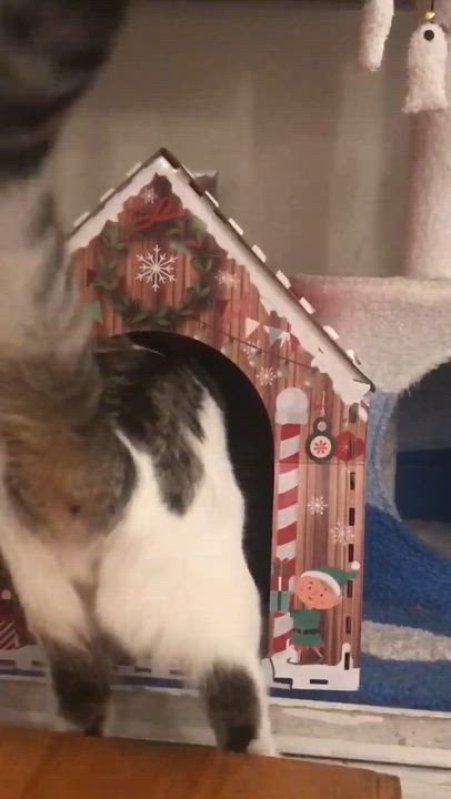 Enlarge Hans, a ADOPTABLE Domestic Short Hair in Montreal, QC video 3/6