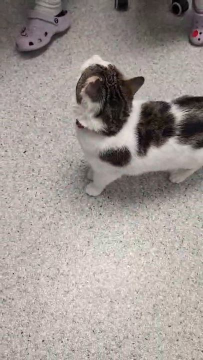 Enlarge Hans, a ADOPTABLE Domestic Short Hair in Montreal, QC video 6/6