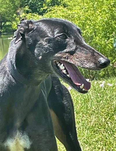 Enlarge Luna (aka Loco Luna), an adopted Greyhound in Dallas, TX image 3/3