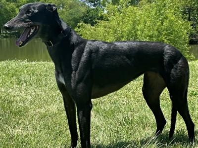 Enlarge Luna (aka Loco Luna), an adopted Greyhound in Dallas, TX image 1/3