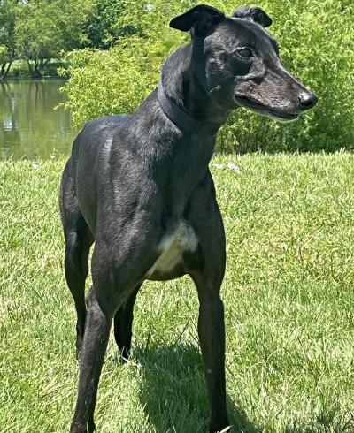 Enlarge Luna (aka Loco Luna), an adopted Greyhound in Dallas, TX image 2/3