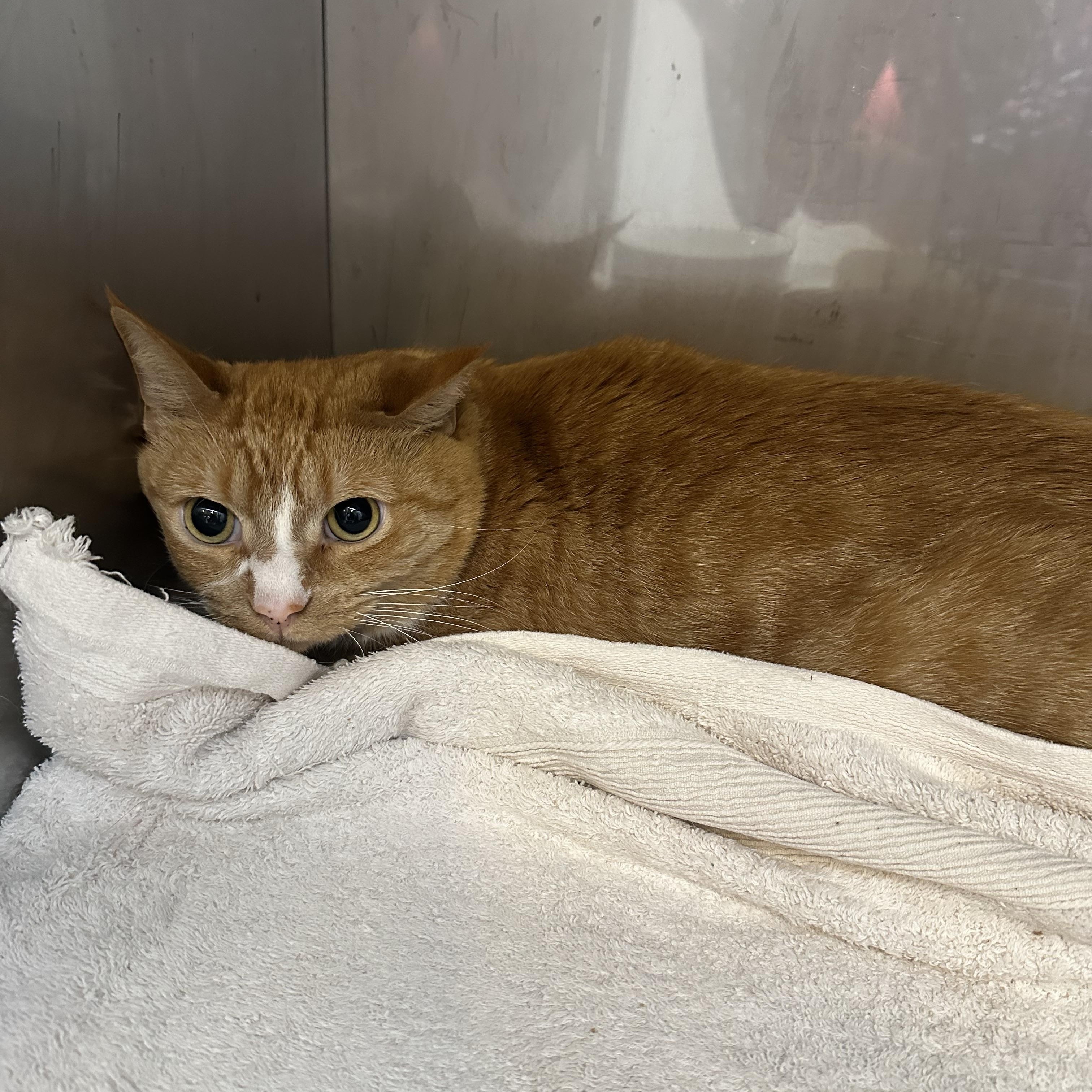 Bob, Adopted, Adult Male Domestic Short Hair.