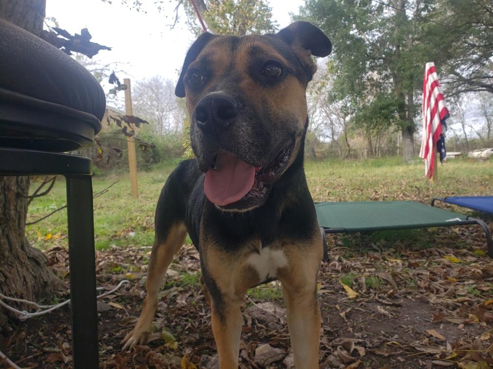 Enlarge Trucker, a Adoptable mixed breed in Brattleboro, VT image 3/5