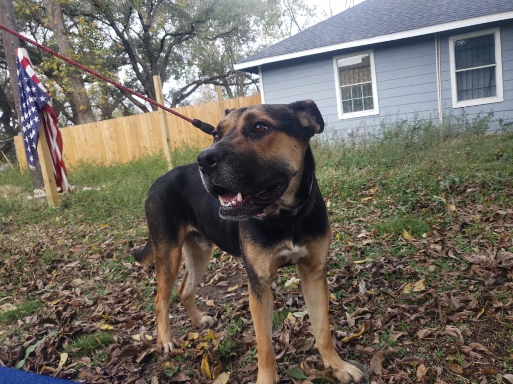Enlarge Trucker, a Adoptable mixed breed in Brattleboro, VT image 5/5
