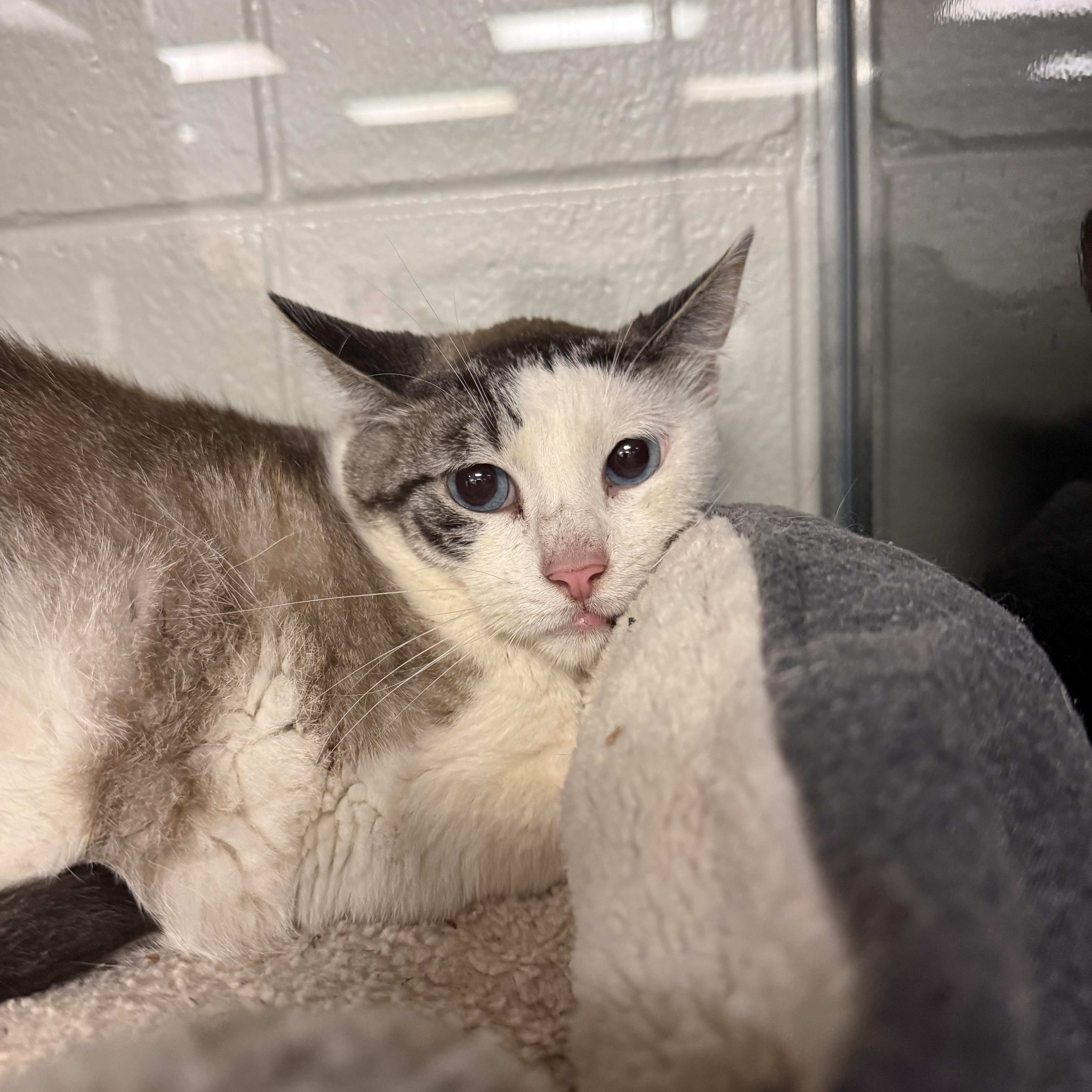 Buddy, ADOPTABLE, Adult Male Domestic Short Hair.