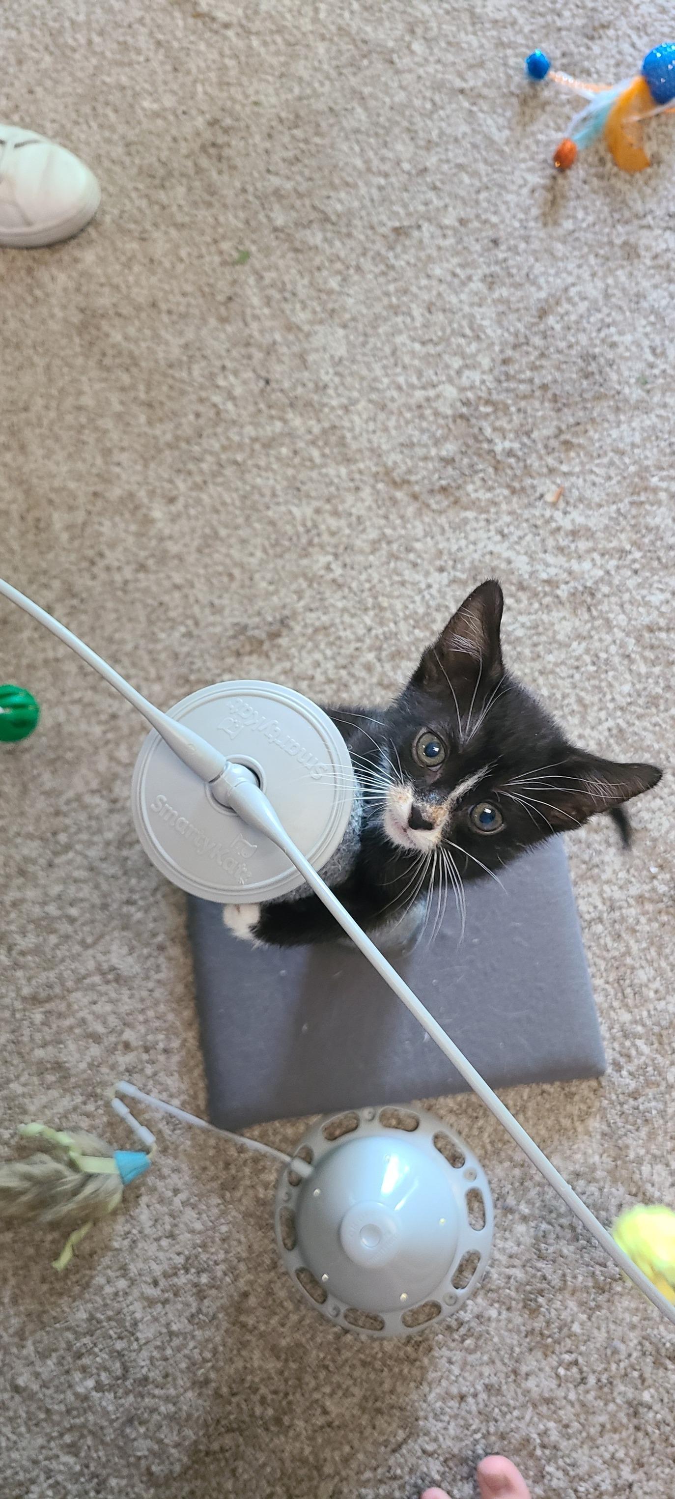 Tuxi, Baby Male Domestic Short Hair
