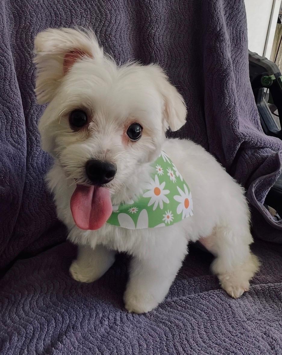 Marlo, adopted, Adult Female Maltese.