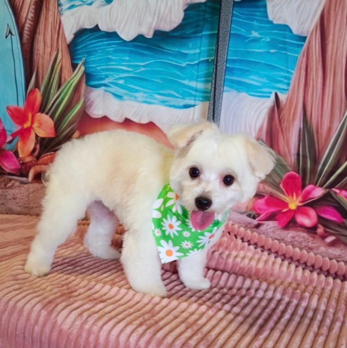 Marlo, an adopted Maltese in Fort Myers, FL image 2/2