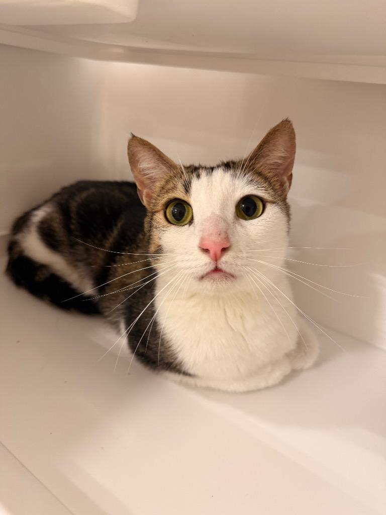 Enlarge Moose, a Adoptable mixed breed in Thousand Oaks, CA image 2/2
