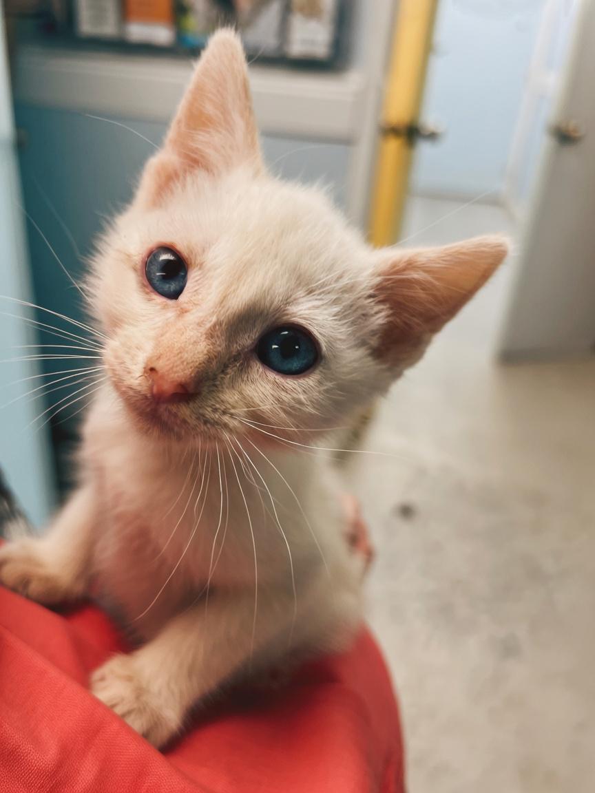 Cloud, a Adoptable Domestic Medium Hair in Okmulgee, OK image 2/3
