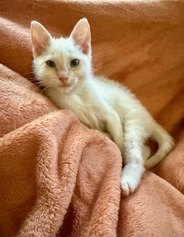 Cloud, a Adoptable Domestic Medium Hair in Okmulgee, OK image 2/6