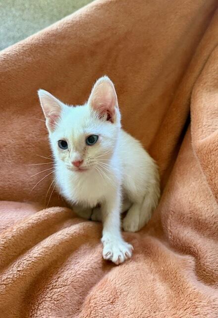 Cloud, Adoptable, Kitten Male Domestic Medium Hair.
