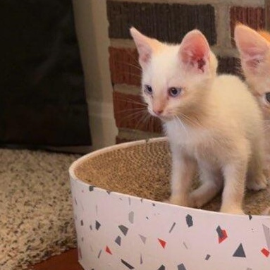 Cloud, a Adoptable Domestic Medium Hair in Okmulgee, OK image 3/6