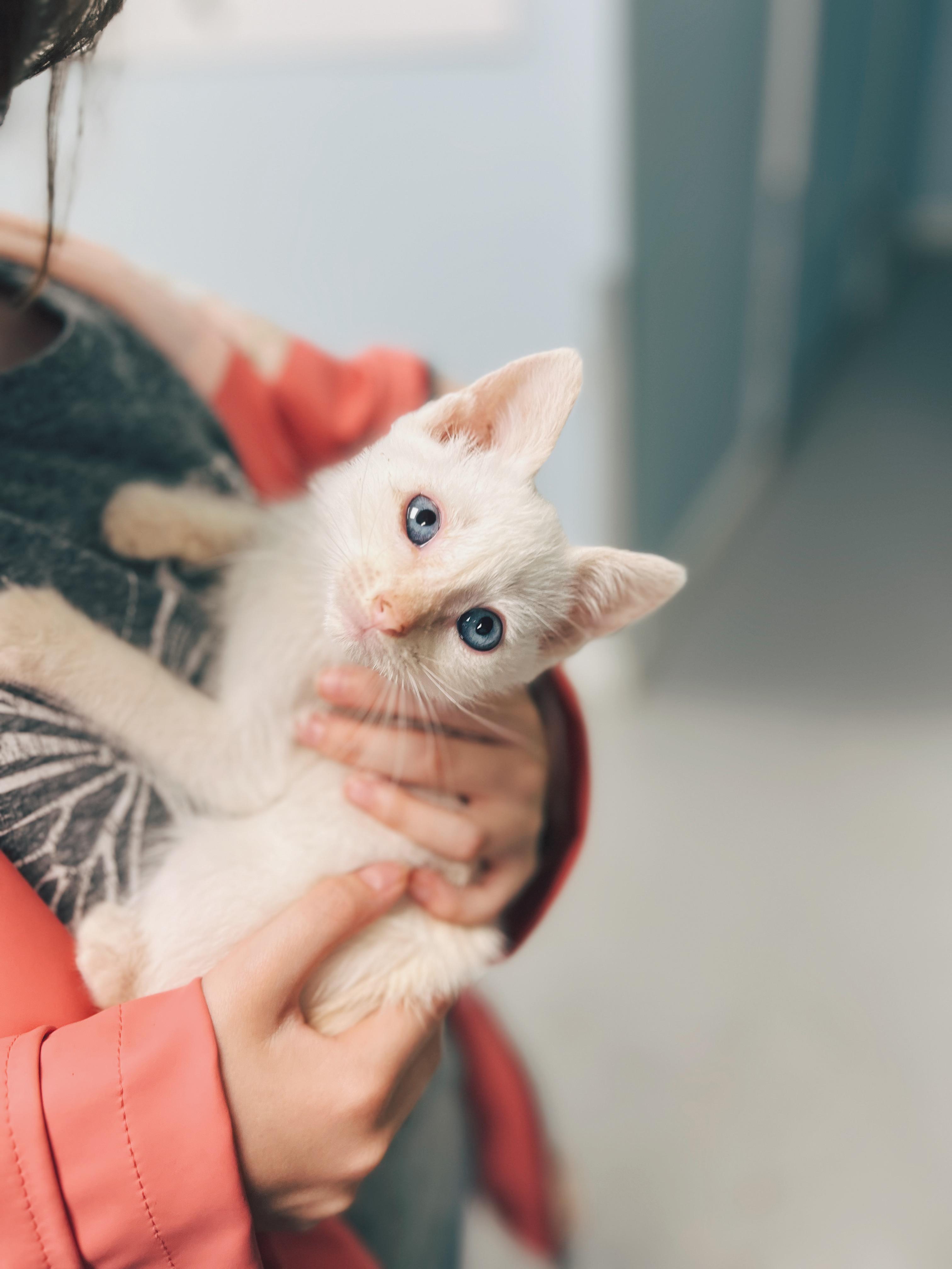 Cloud, a Adoptable Domestic Medium Hair in Okmulgee, OK image 3/3