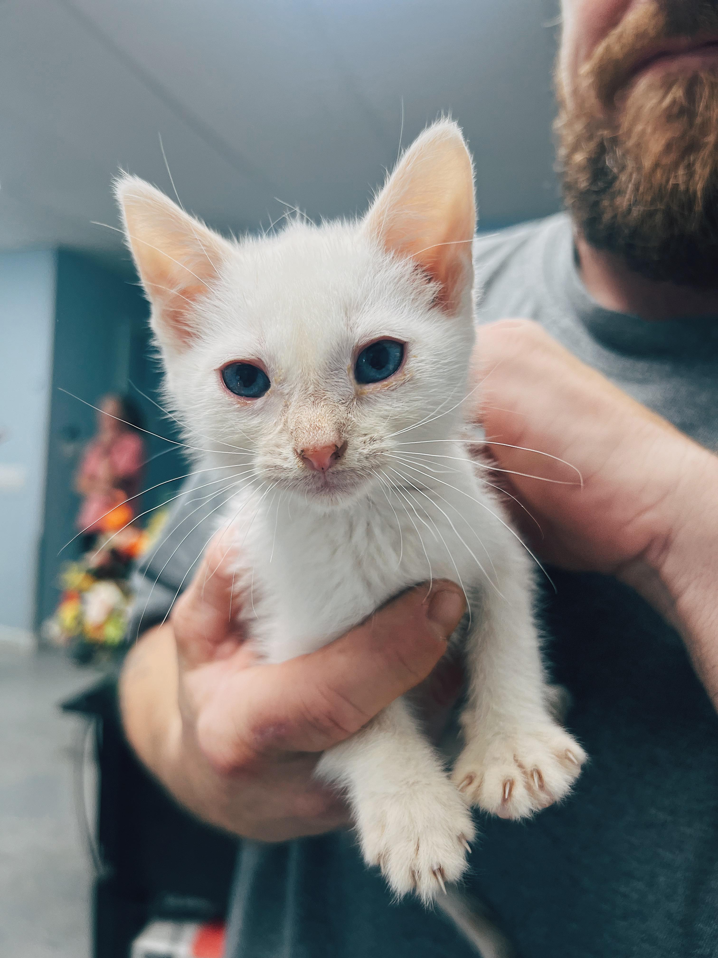 Cloud, a Adoptable Domestic Medium Hair in Okmulgee, OK image 1/3