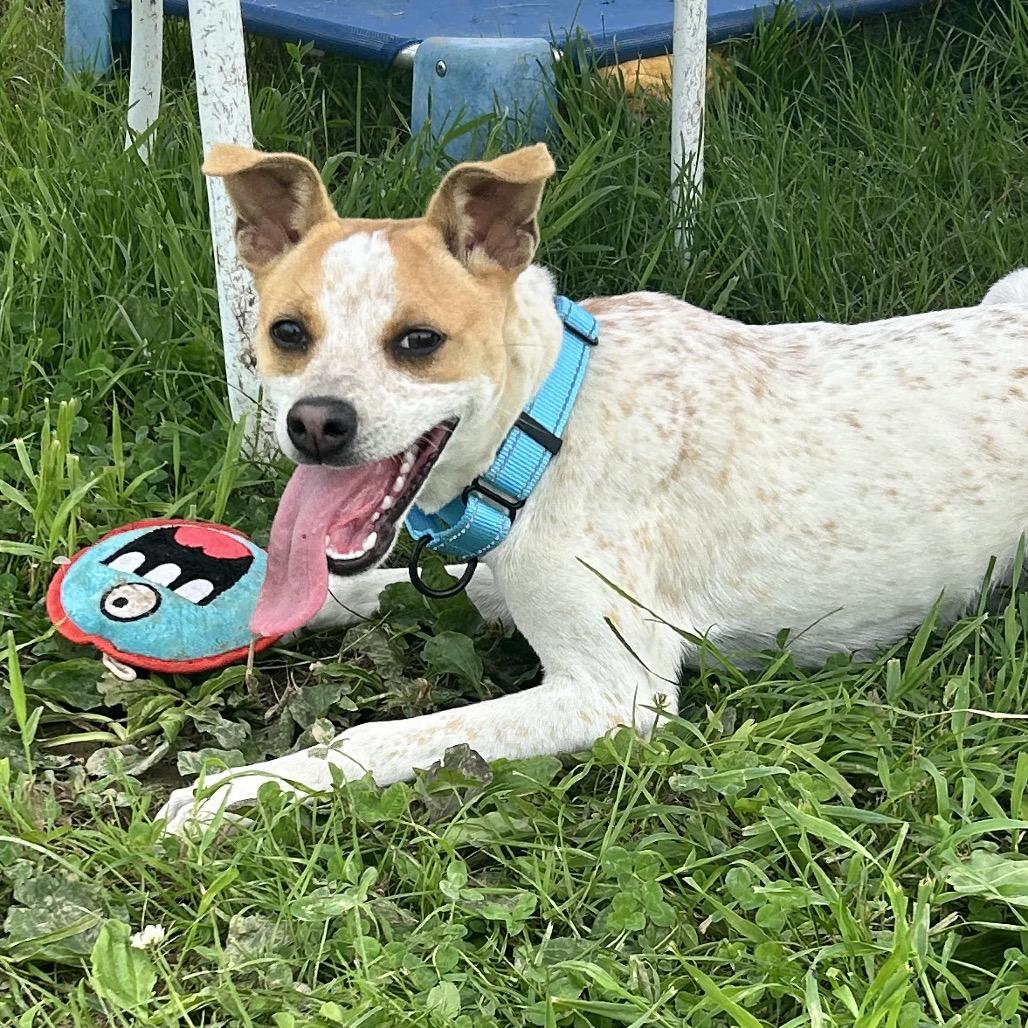 Quibli, Adoptable, Young Male Jack Russell Terrier & Cattle Dog.