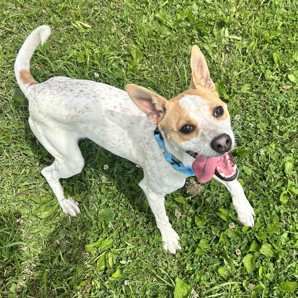Quibli, a Adoptable mixed breed in Uniontown, PA image 2/3