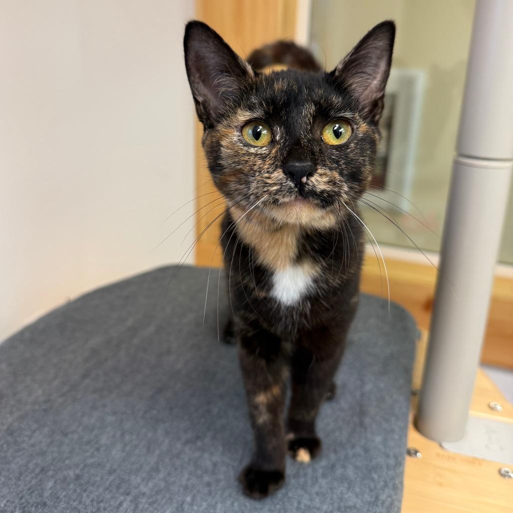 Salsa, Adoptable, Adult Female Domestic Short Hair.