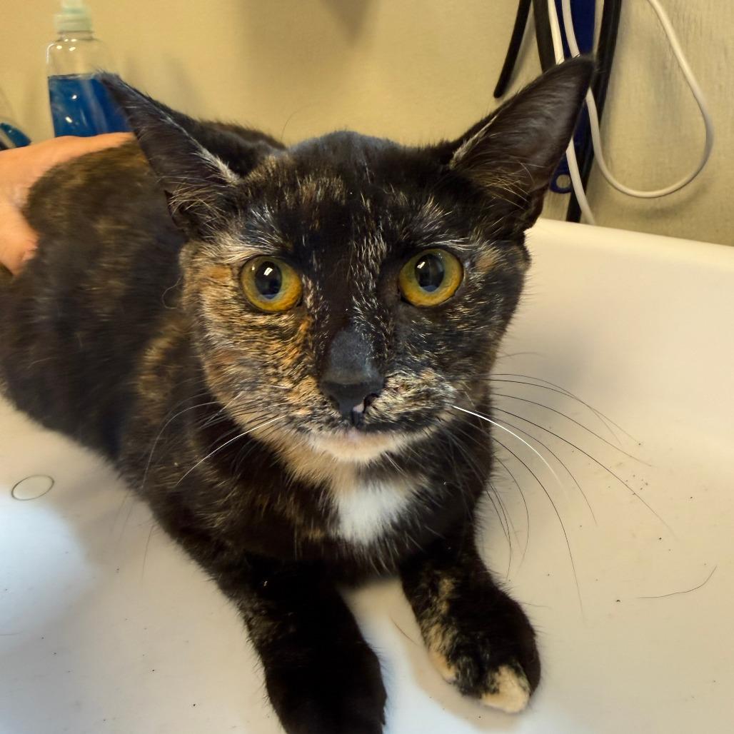 Enlarge Salsa, a Adoptable Domestic Short Hair in Morrisville, VT image 2/2