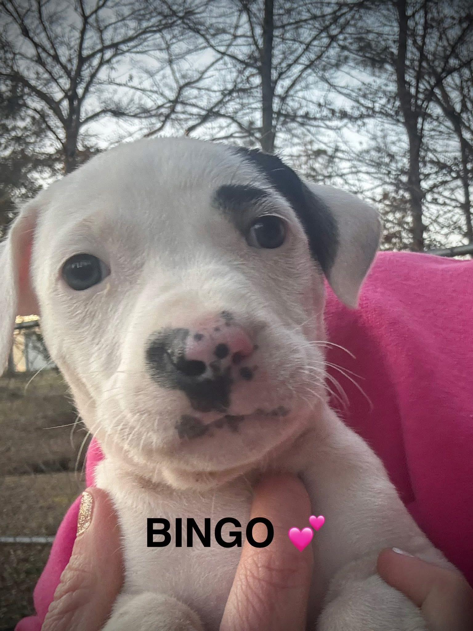 Bingo, Adoptable, Puppy Female Pit Bull Terrier & Labrador Retriever.