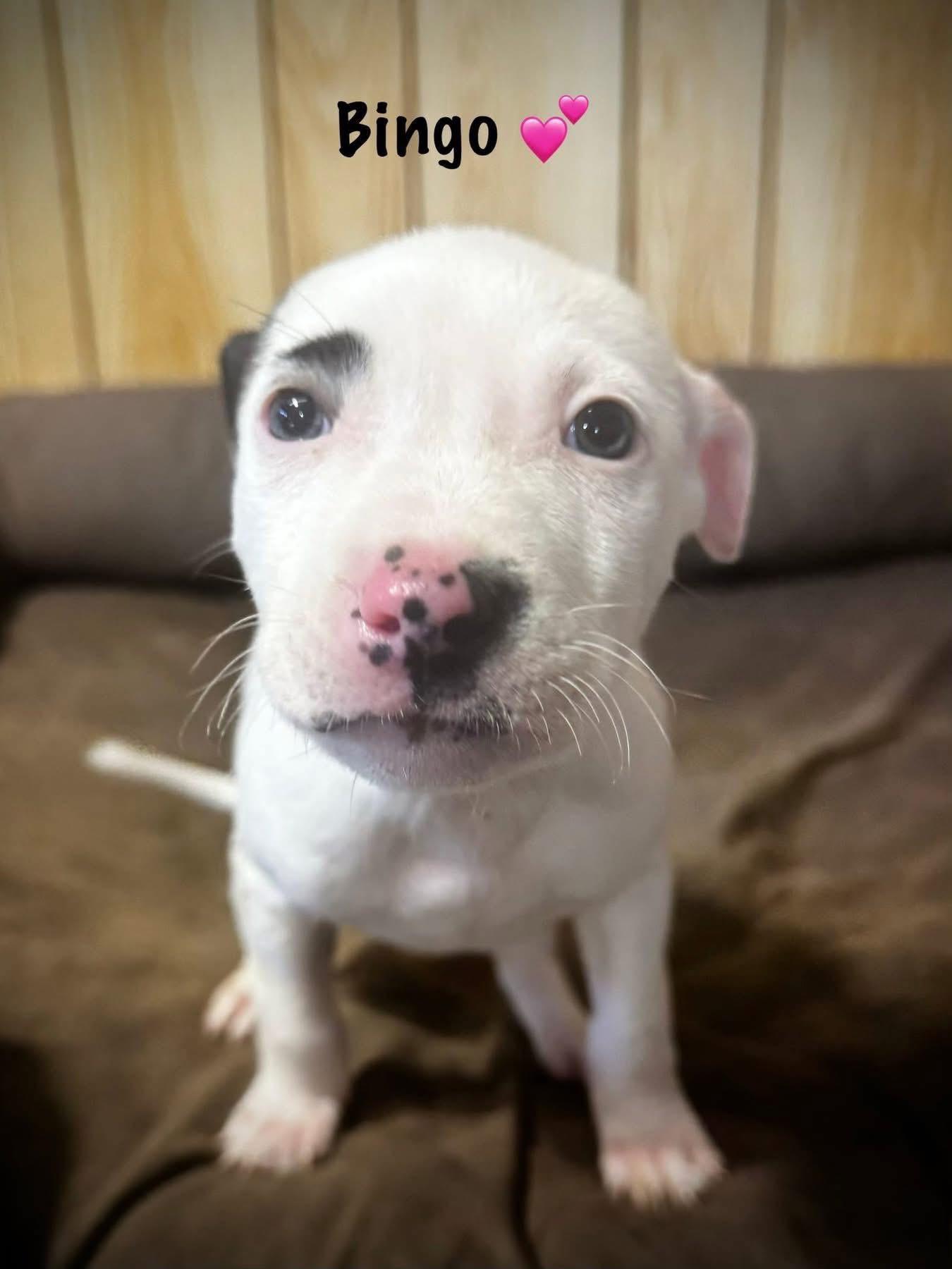 Enlarge Bingo, a Adoptable mixed breed in Newfoundland, NJ image 2/5