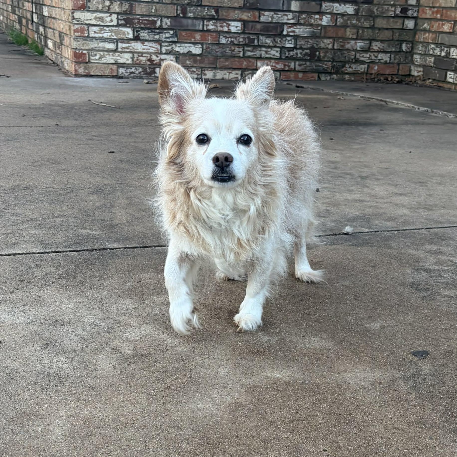 Dawson - Adopted | Petfinder