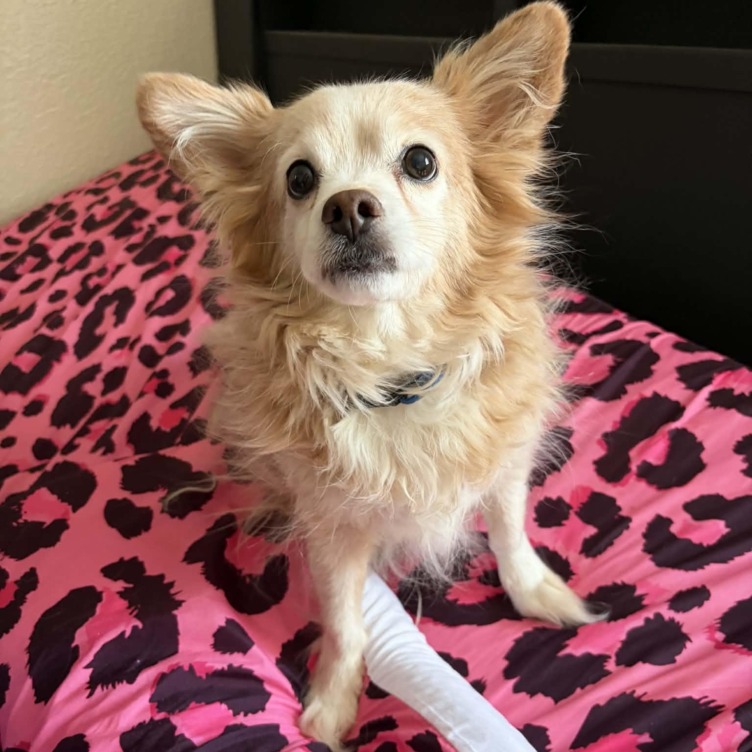 Dawson - Adopted | Petfinder
