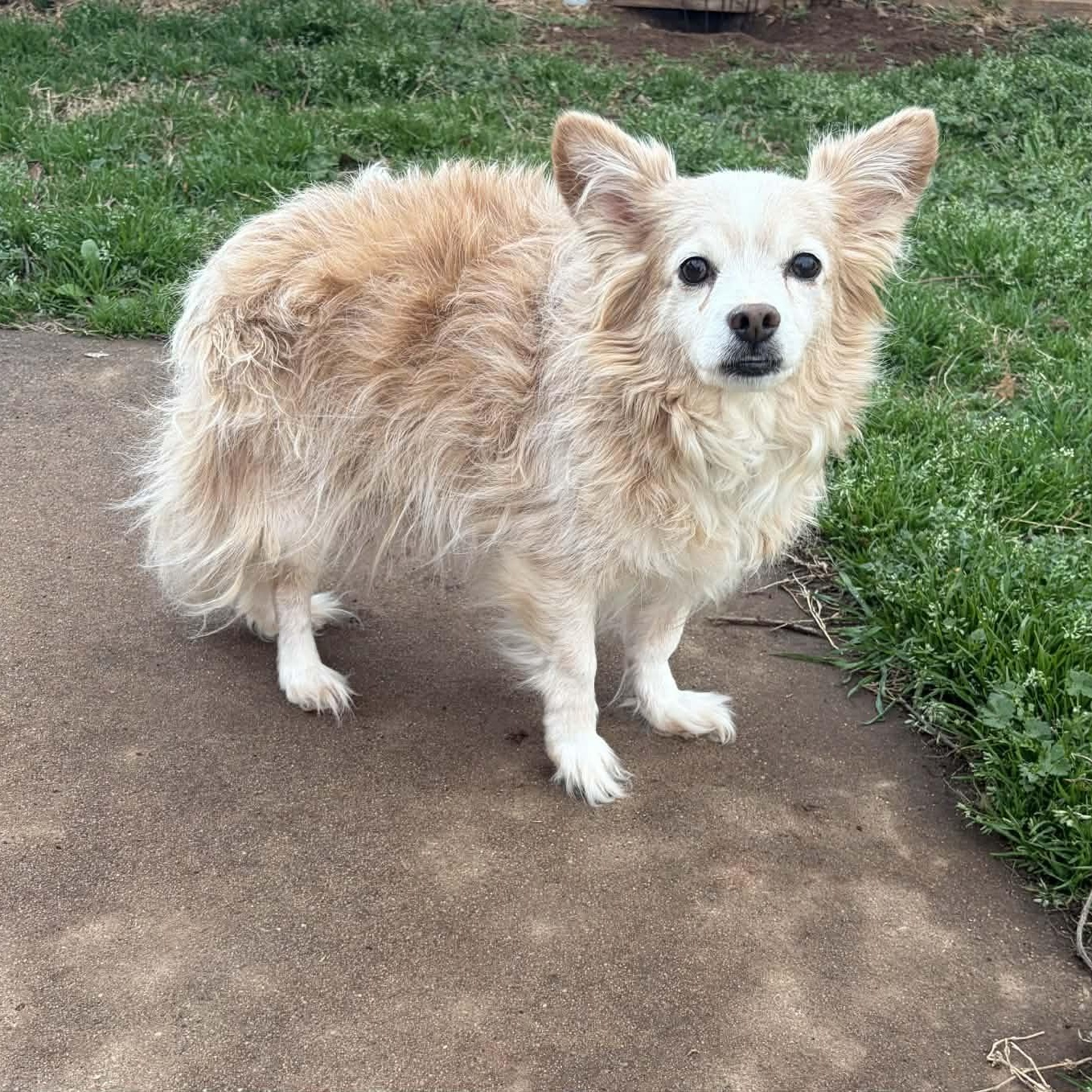 Dawson - Adopted | Petfinder
