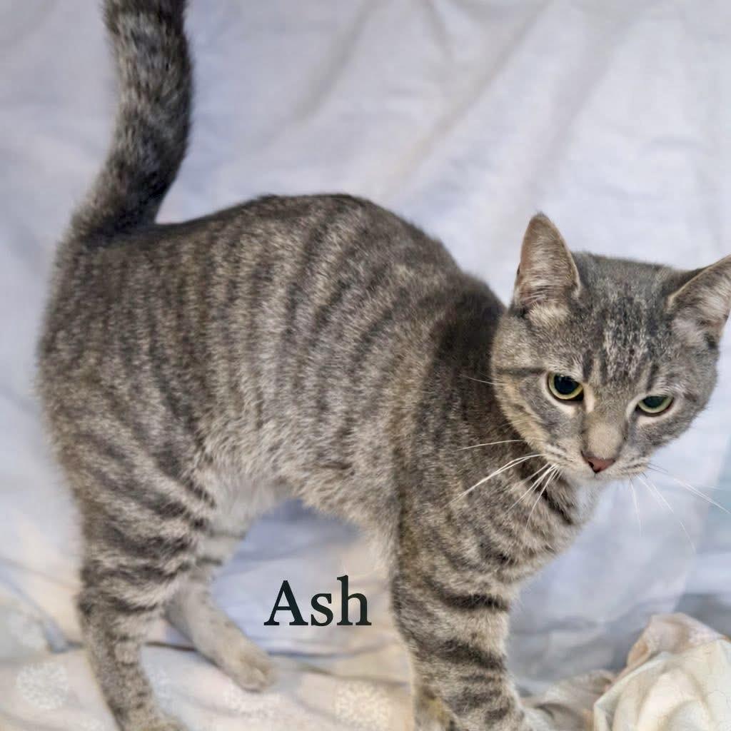 ASH, a ADOPTABLE Domestic Short Hair in Schnecksville, PA image 3/3