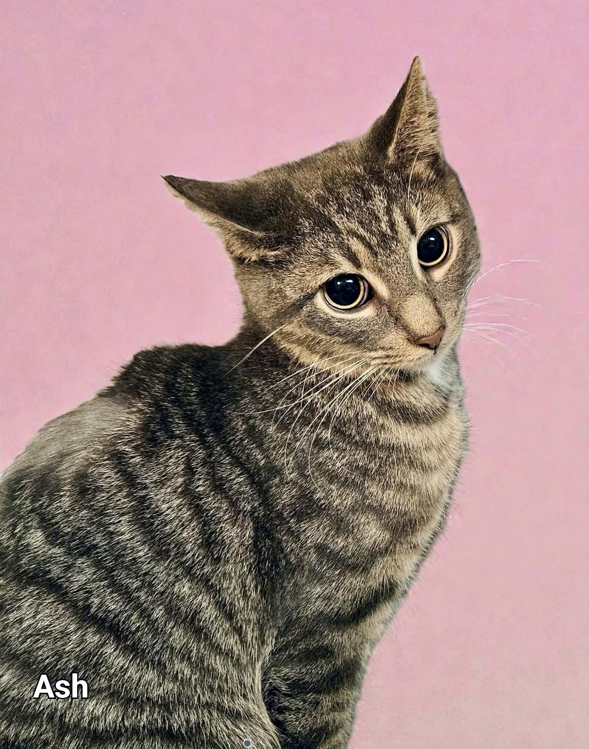 ASH, a ADOPTABLE Domestic Short Hair in Schnecksville, PA image 2/3