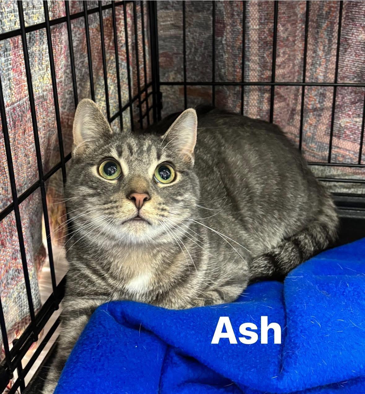 ASH, ADOPTABLE, Young Male Domestic Short Hair.