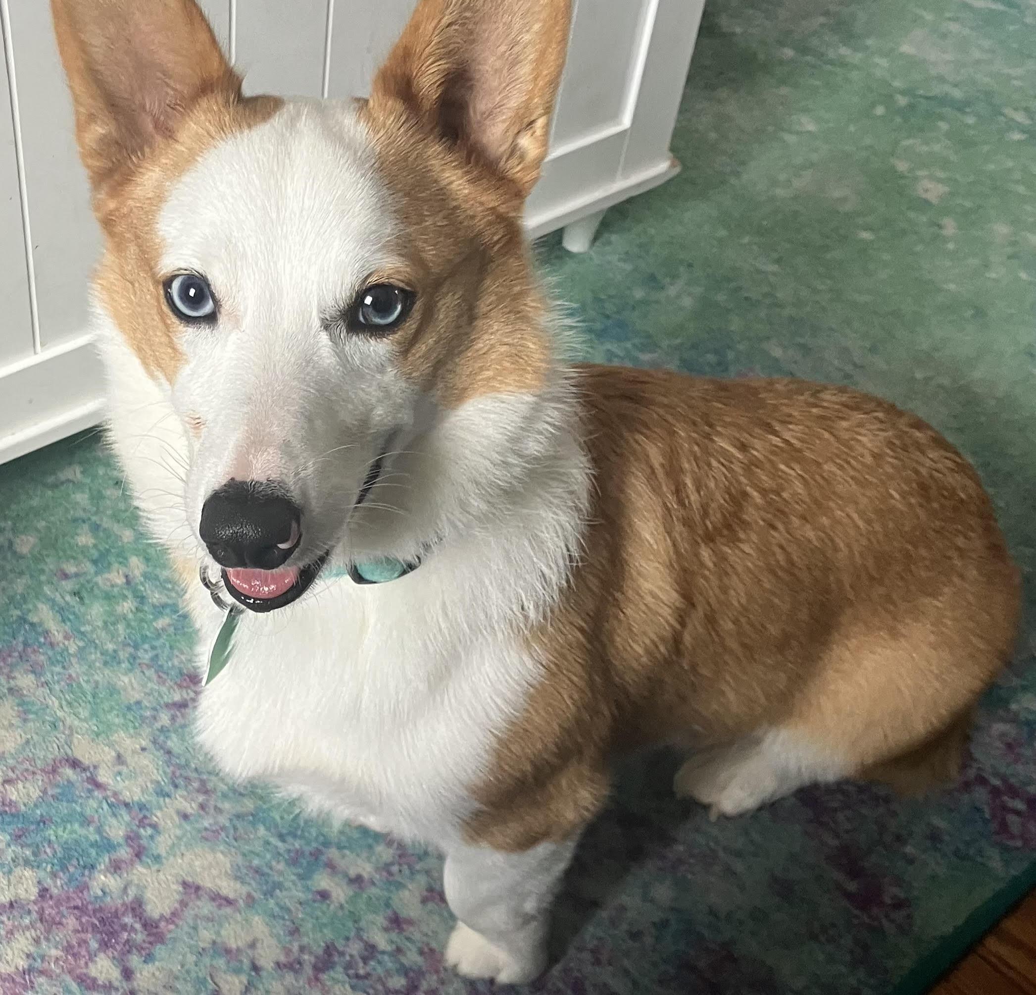 Sweet Potato, Adult Male Corgi
