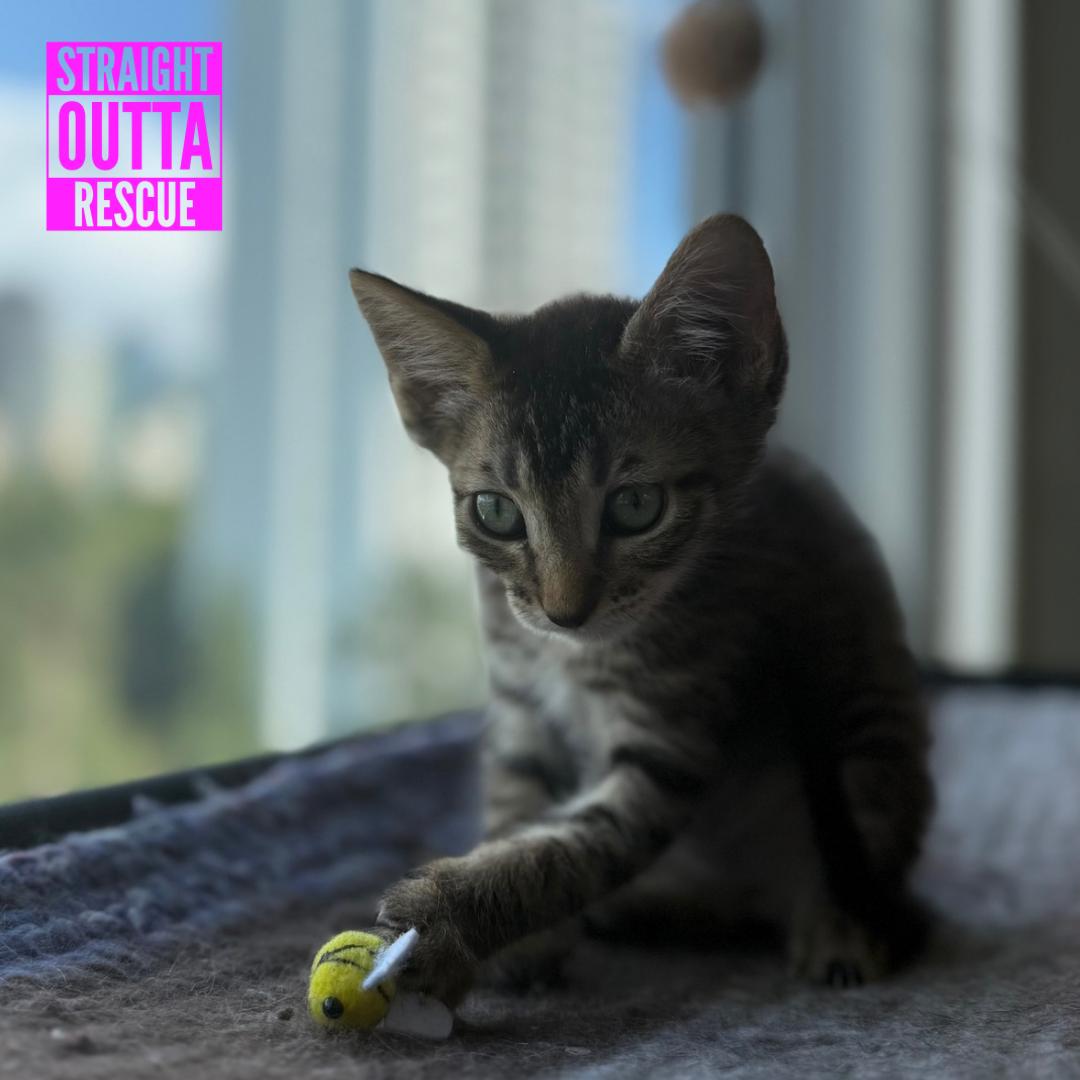 Lasagna, an adopted Domestic Short Hair in Vancouver, BC image 3/4
