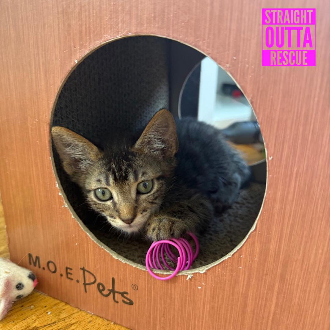 Lasagna, an adopted Domestic Short Hair in Vancouver, BC image 2/4