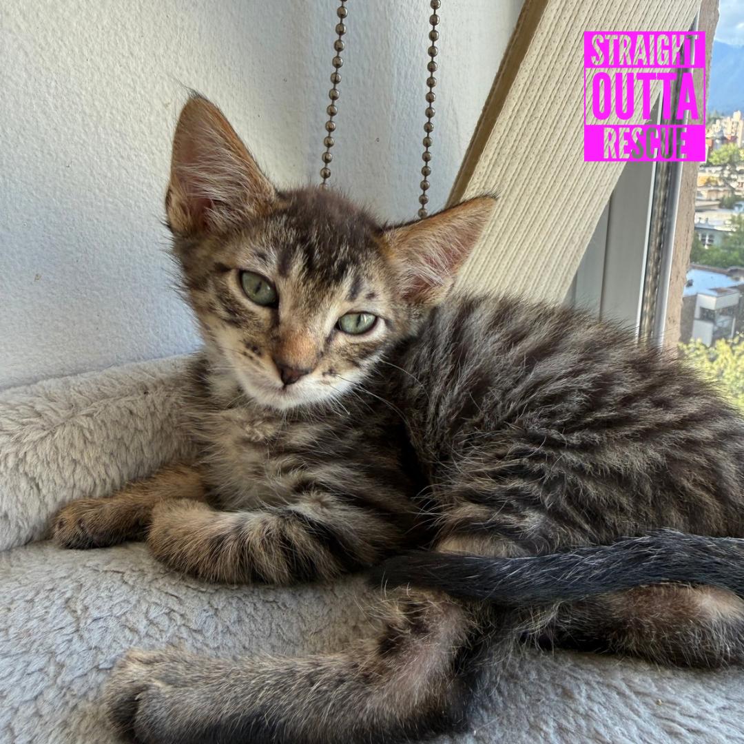 Lasagna, an adopted Domestic Short Hair in Vancouver, BC image 1/4