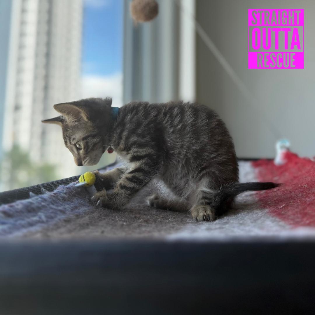 Lasagna, an adopted Domestic Short Hair in Vancouver, BC image 4/4