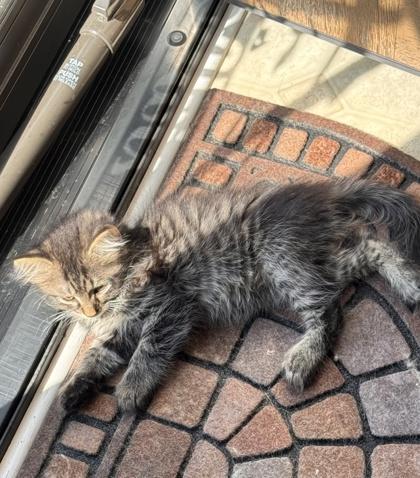 Pebble, Adoptable, Kitten Female Domestic Short Hair & Domestic Short Hair.