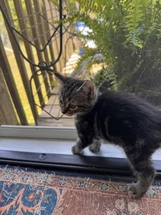 Enlarge Pebble, a Adoptable mixed breed in Wilkesboro, NC image 2/2