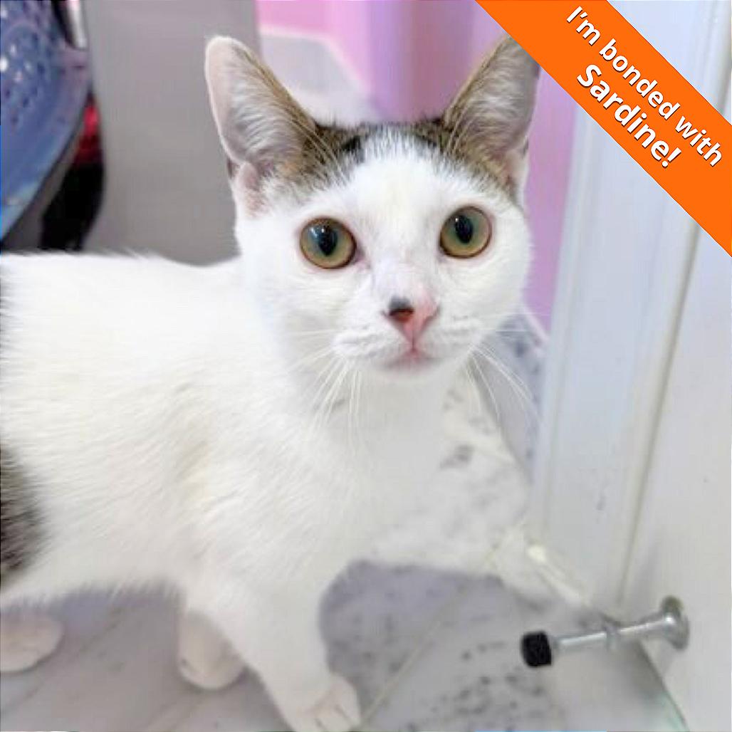 Enlarge Black Beans, a Adoptable Domestic Short Hair in Pleasant Hill, CA image 1/6