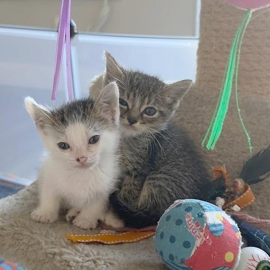 Enlarge Black Beans, a Adoptable Domestic Short Hair in Pleasant Hill, CA image 2/6