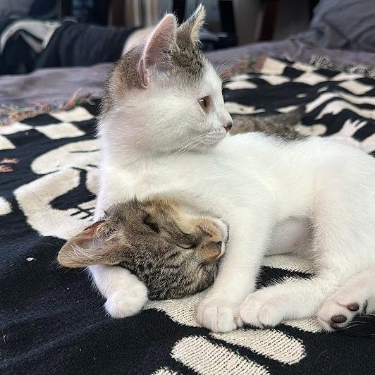 Enlarge Black Beans, a Adoptable Domestic Short Hair in Pleasant Hill, CA image 3/6