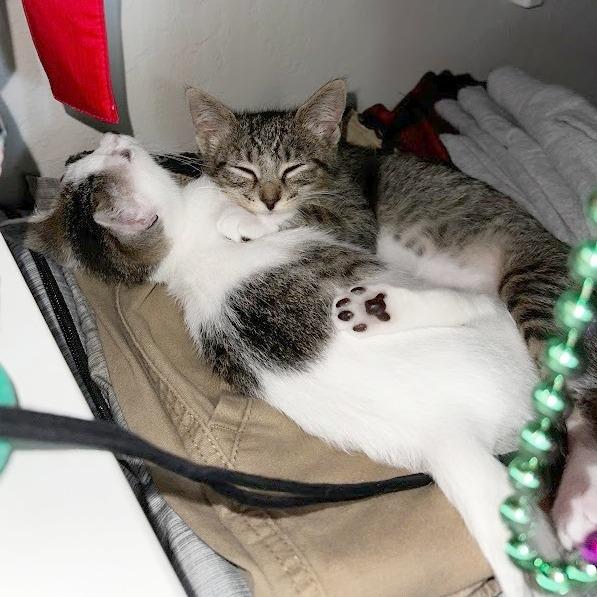 Enlarge Black Beans, a Adoptable Domestic Short Hair in Pleasant Hill, CA image 4/6