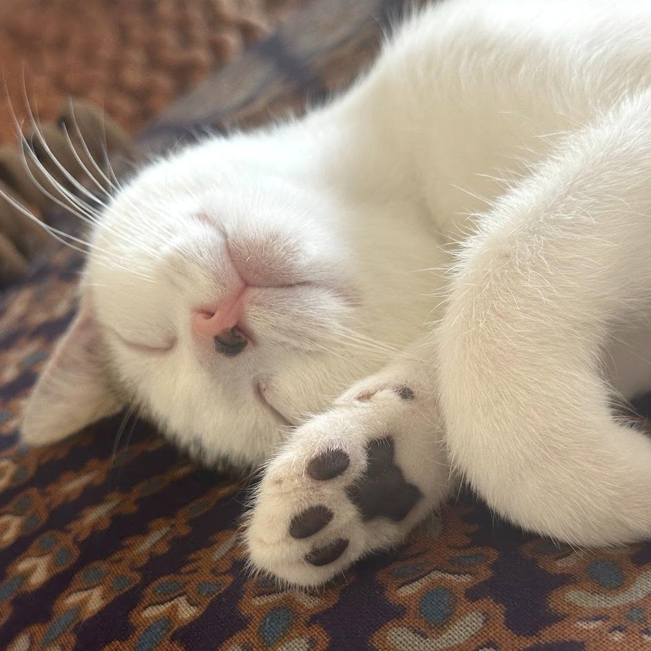 Enlarge Black Beans, a Adoptable Domestic Short Hair in Pleasant Hill, CA image 5/6