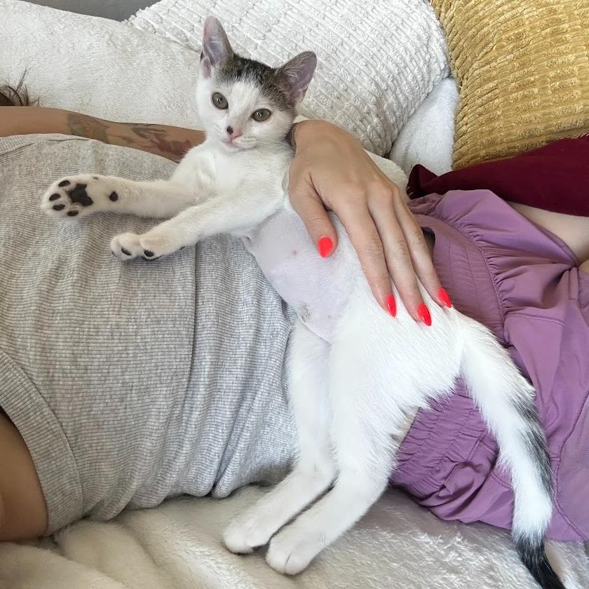 Enlarge Black Beans, a Adoptable Domestic Short Hair in Pleasant Hill, CA image 6/6