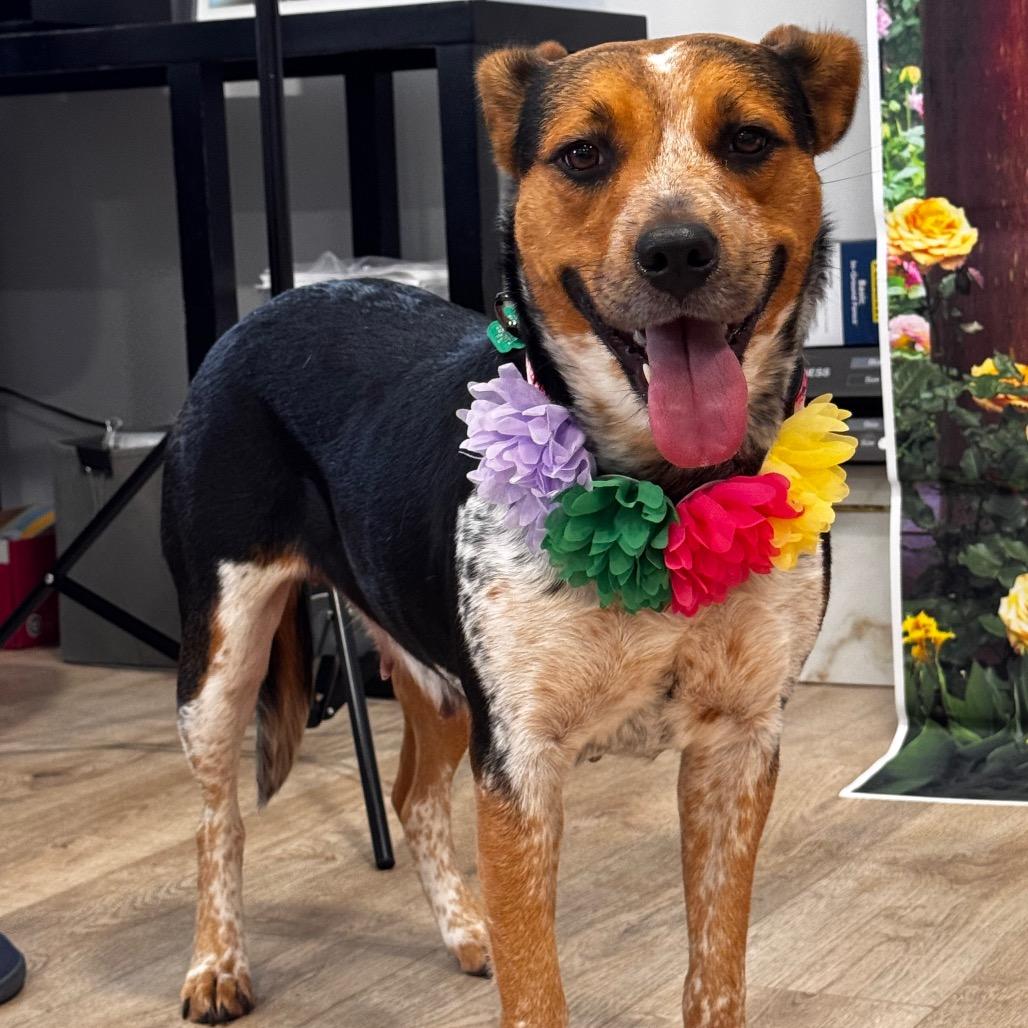 Enlarge JADE (599), a Adoptable mixed breed in Indiantown, FL image 5/6