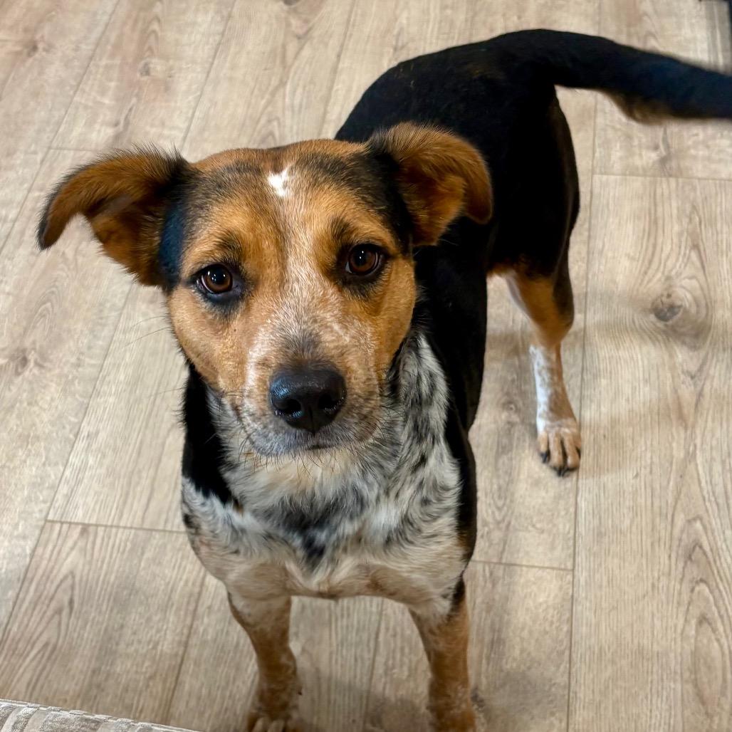 Enlarge JADE (599), a Adoptable mixed breed in Indiantown, FL image 4/6
