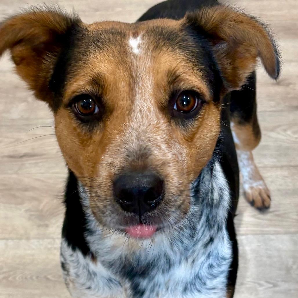 Enlarge JADE (599), a Adoptable mixed breed in Indiantown, FL image 3/6