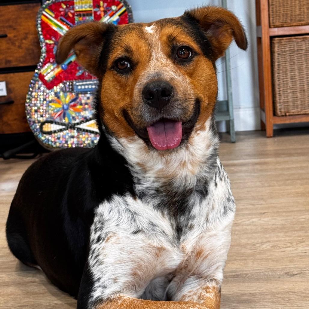 Enlarge JADE (599), a Adoptable mixed breed in Indiantown, FL image 6/6