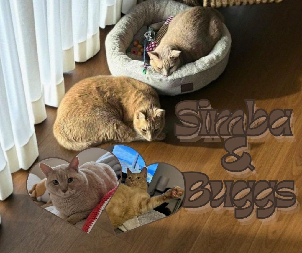 Simba / Buggs, Adoptable, Adult Male Domestic Short Hair.
